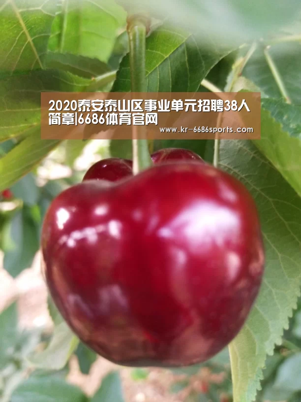 2020泰安泰山区事业单元招聘38人简章|6686体育官网(图3) 6686体育官网